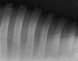Röntgenbild des Pferderückens
