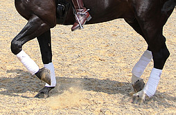 Sport Horse Management - 2