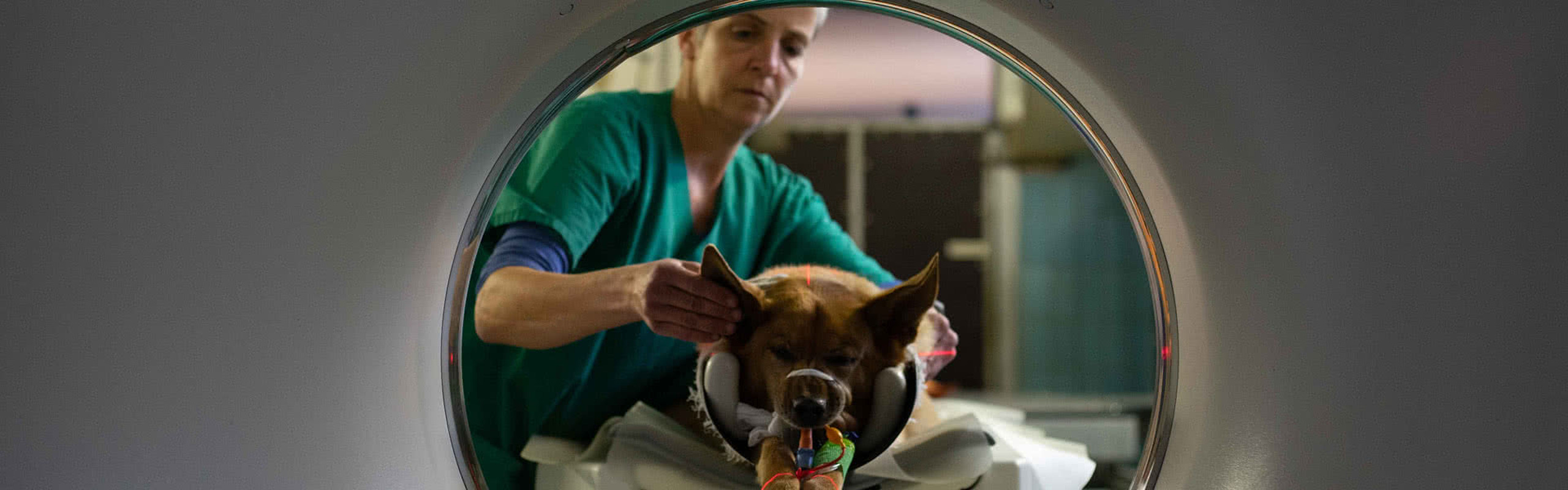 Tiermedizin Hochmoor CT Hund