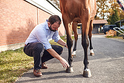 Orthopädie beim Pferd - Klinische Untersuchung 