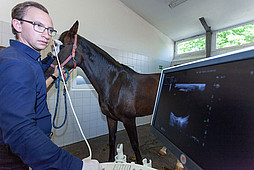 Pferdeklinik Hochmoor - Ultraschalluntersuchung Auge