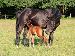 Equine reproduction