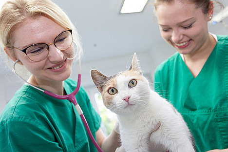 [Translate to English:] Tiermedizin Hochmoor - Untersuchung Katze
